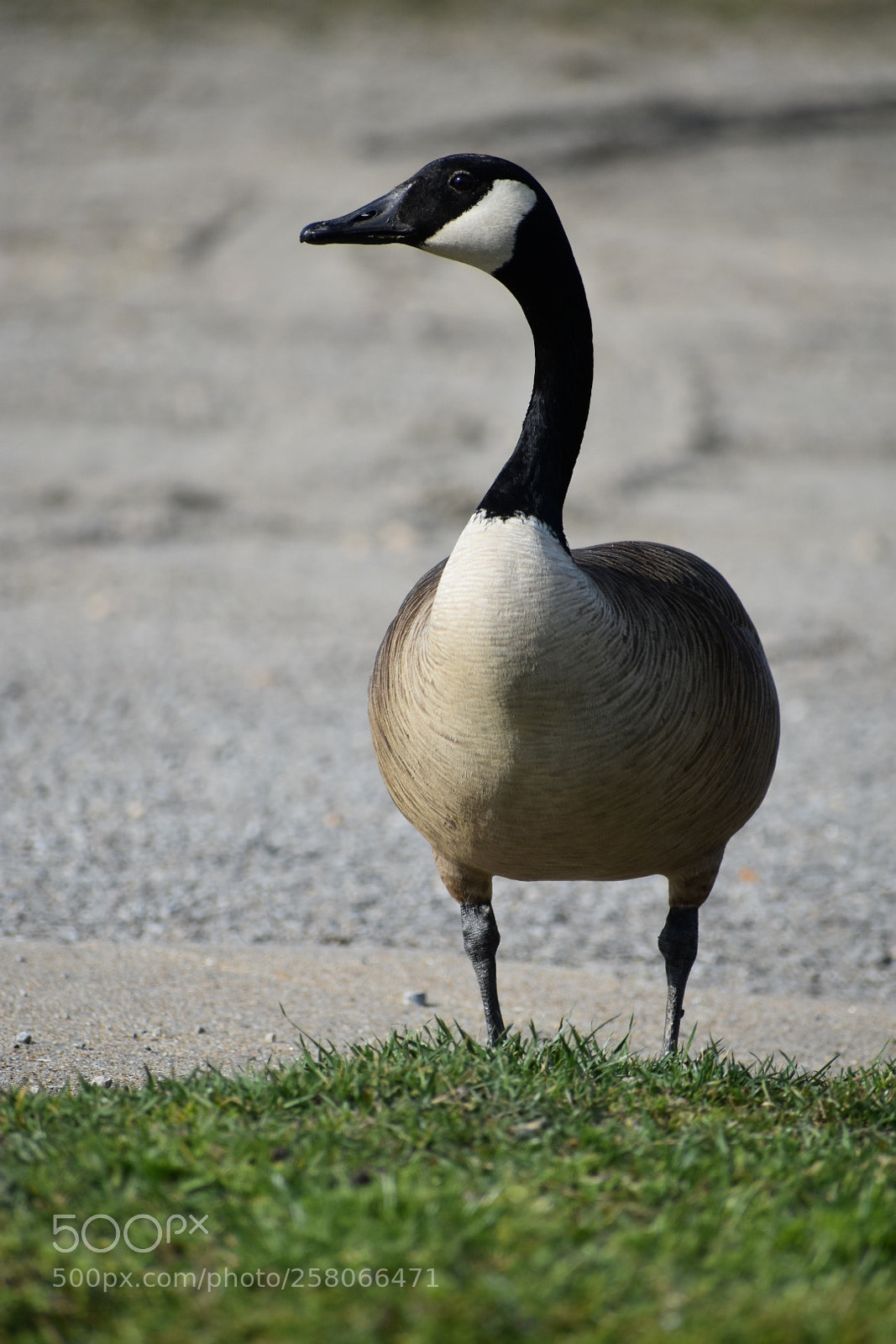 Nikon D3400 sample photo. 2018-04-10 16.53.13.jpg photography