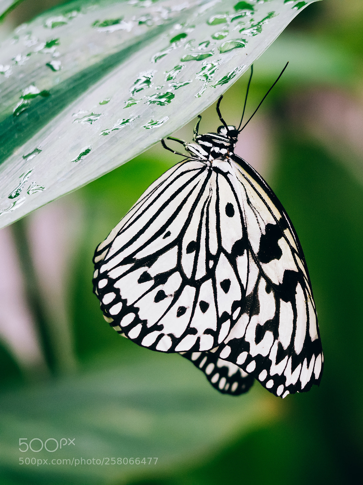 Olympus PEN-F sample photo. Butterfly photography