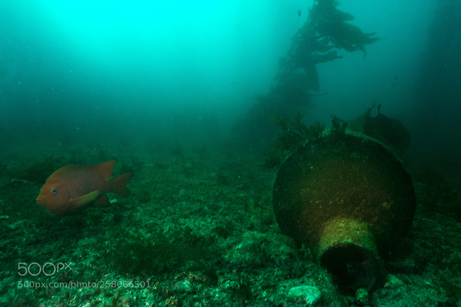 Sony Cyber-shot DSC-RX100 sample photo. Casino point underwater park photography