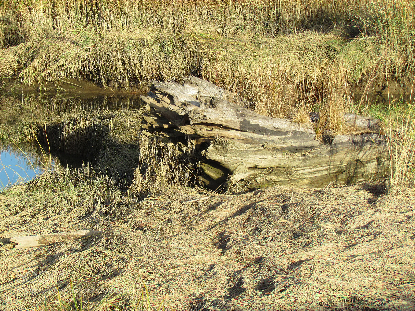 Canon PowerShot SX30 IS sample photo. Spencer island swamp log photography