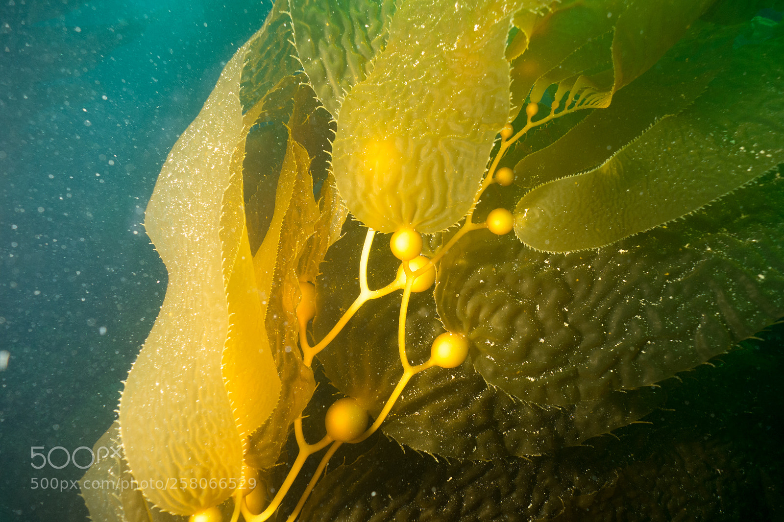 Sony Cyber-shot DSC-RX100 sample photo. Casino point underwater park photography