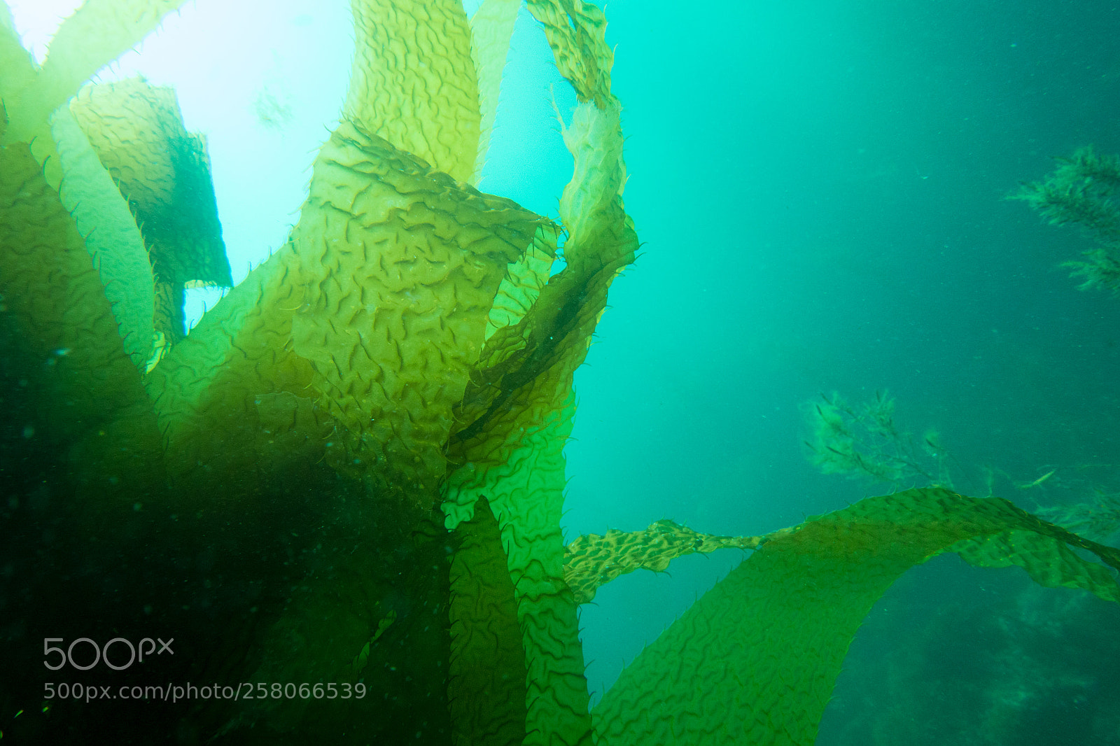Sony Cyber-shot DSC-RX100 sample photo. Casino point underwater park photography