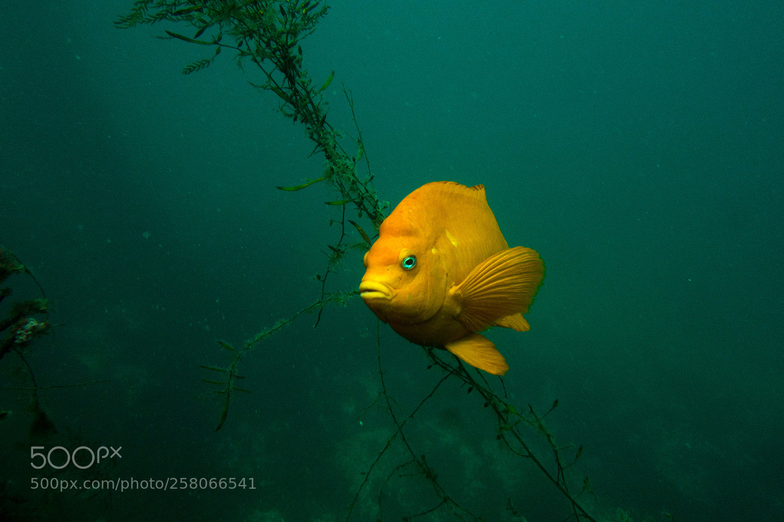 Sony Cyber-shot DSC-RX100 sample photo. Casino point underwater park photography