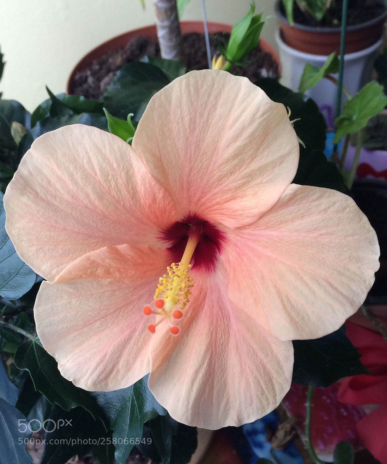 Apple iPhone 5s sample photo. Untitled photography