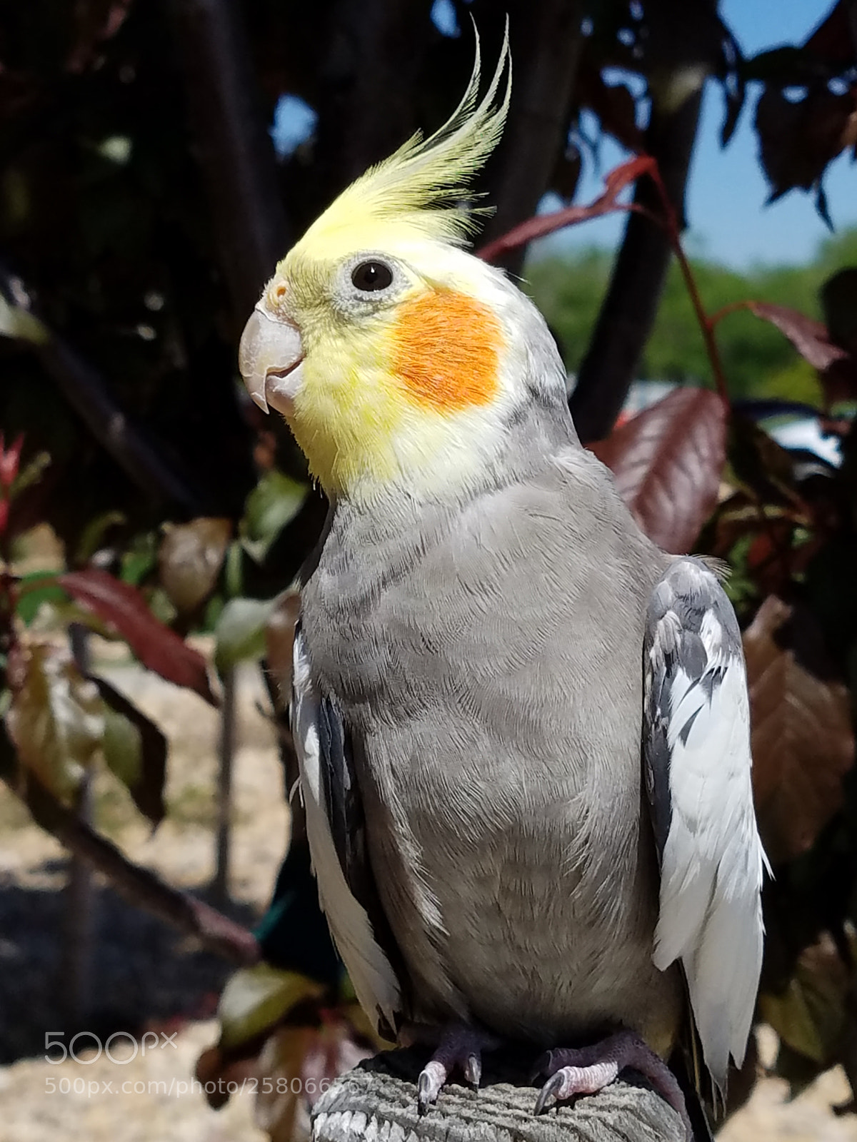 Samsung Galaxy S7 sample photo. Cockatiel photography