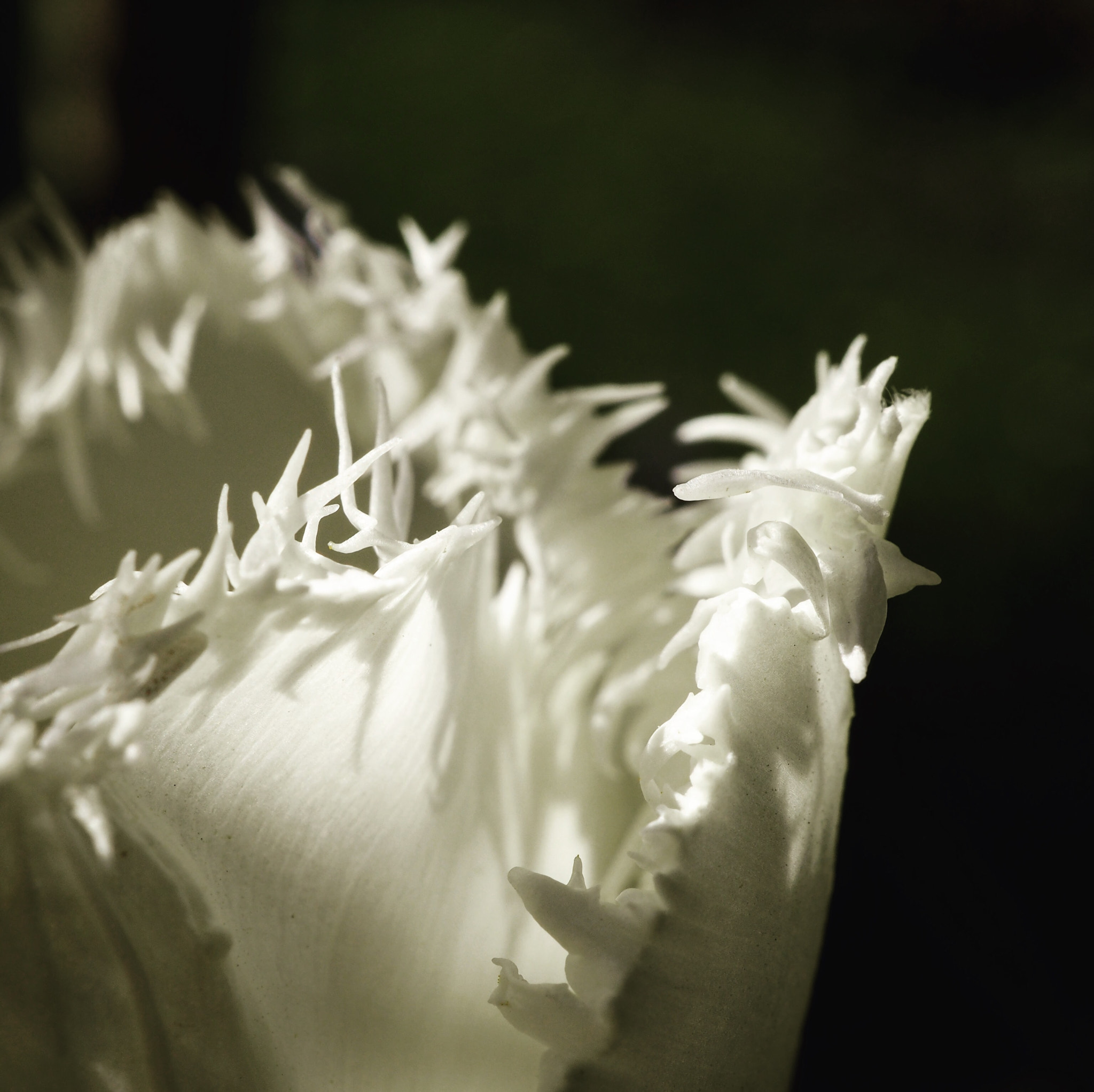 Olympus PEN E-PL8 sample photo. Tulip photography