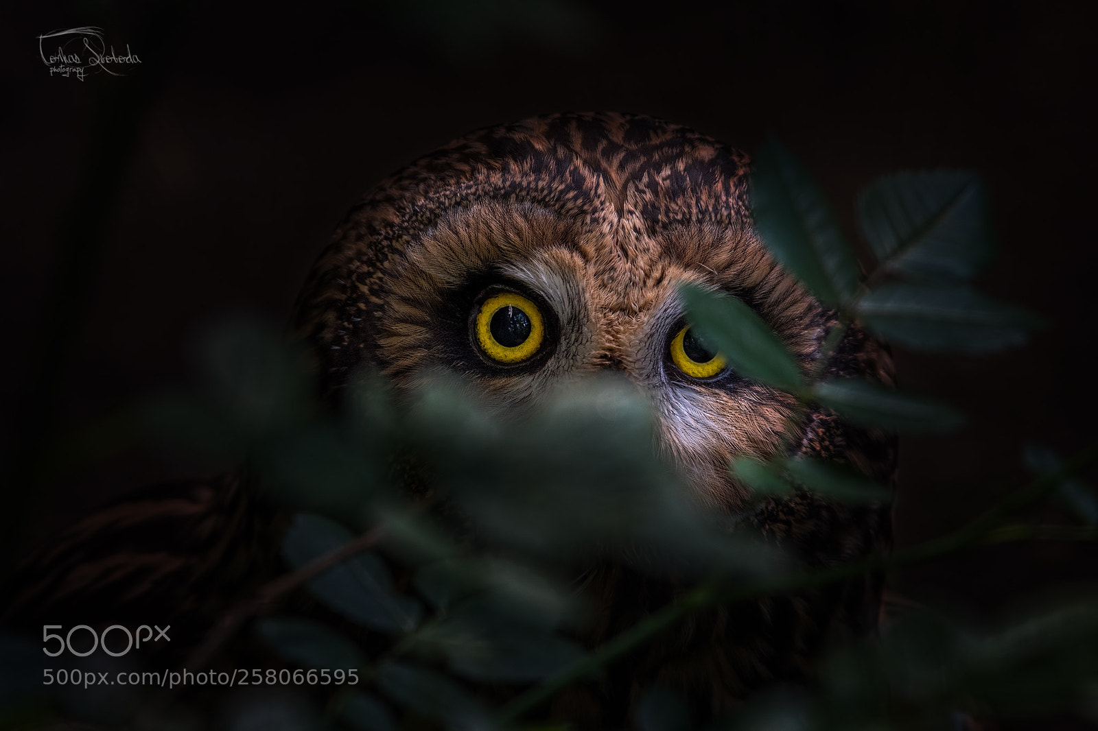 Nikon D750 sample photo. The short-eared owl asio photography
