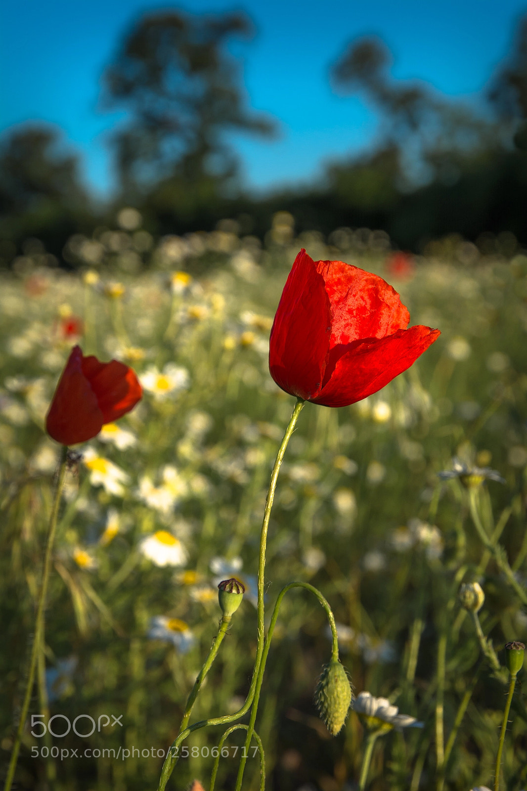 Nikon D7100 sample photo. Flora photography