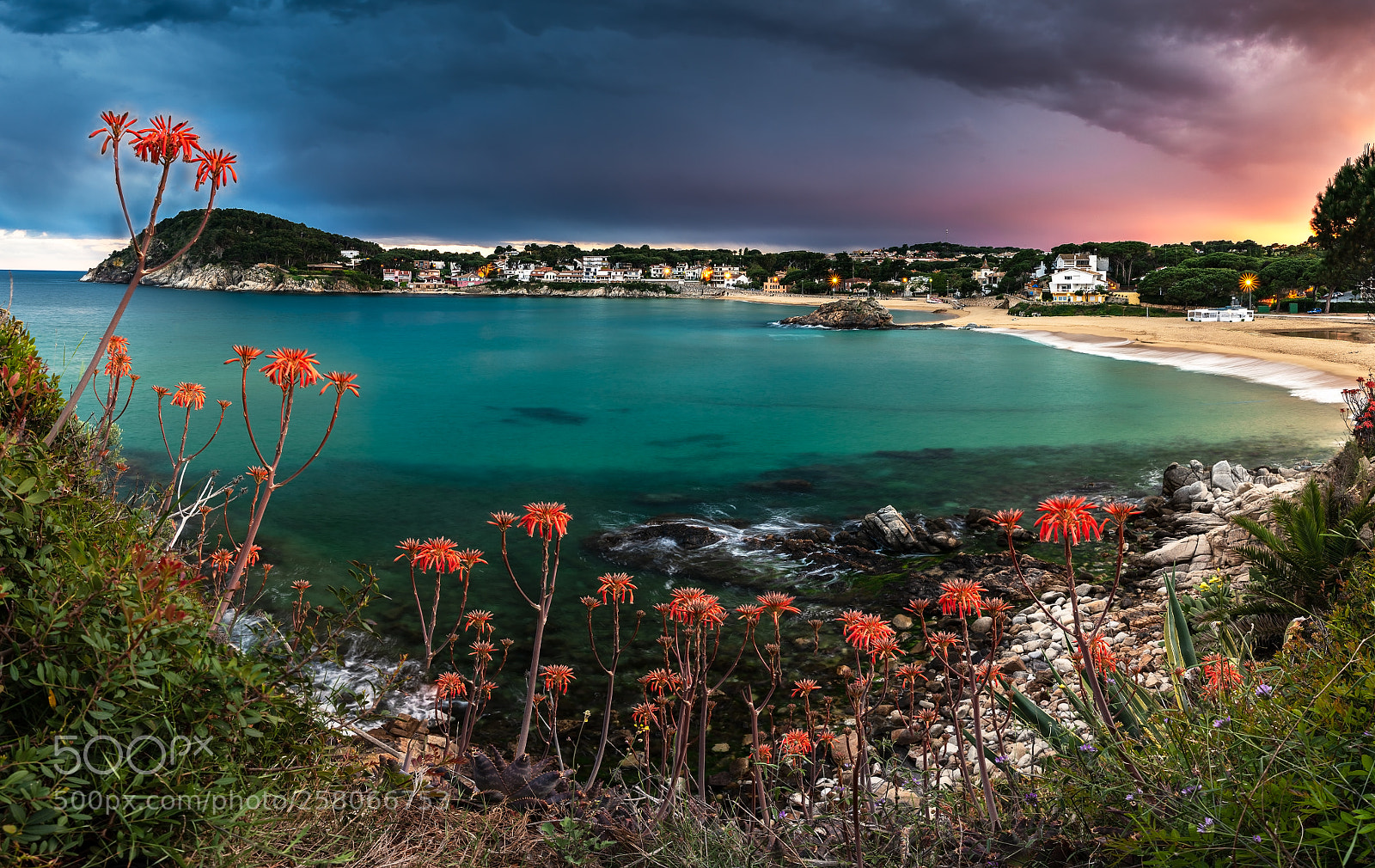 Nikon D810 sample photo. La fosca flower photography