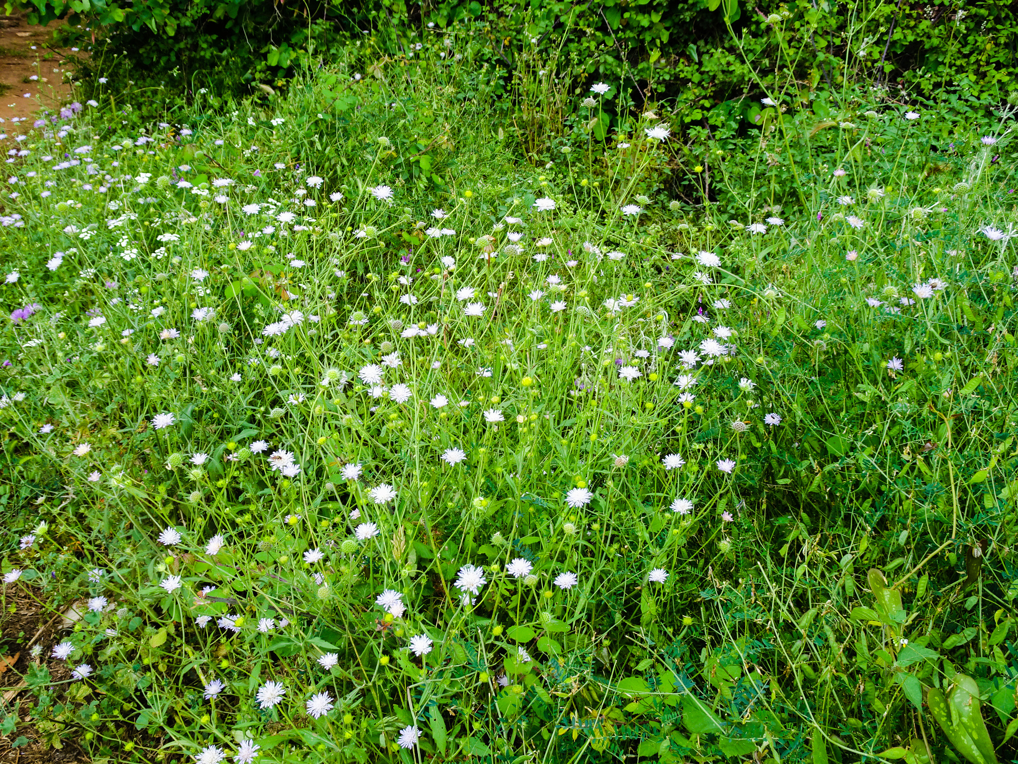 Sony Cyber-shot DSC-WX500 sample photo. Wildflowers photography