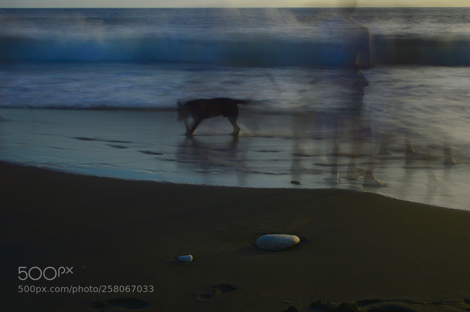 Nikon D3200 sample photo. The black dog  photography