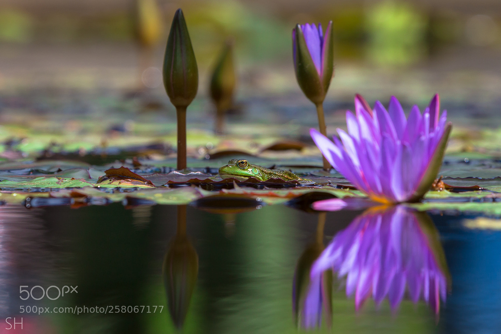 Canon EOS 70D sample photo. A frog's paradise photography