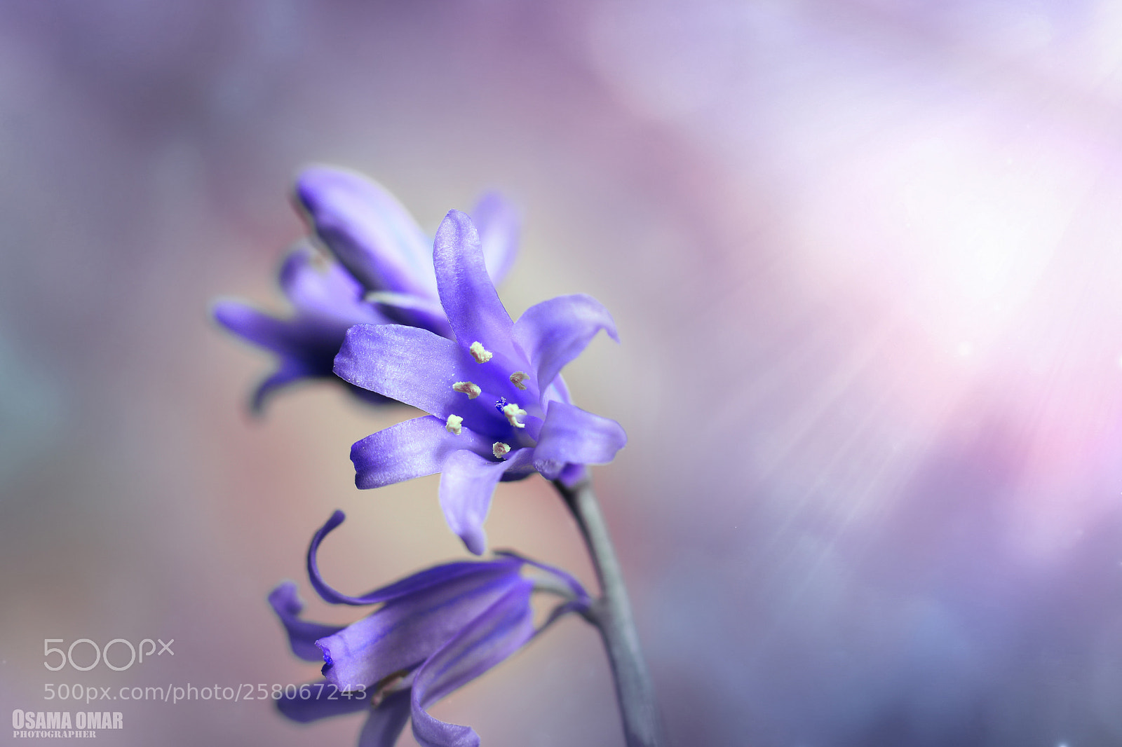 Nikon D7100 sample photo. Dreamy photos photography