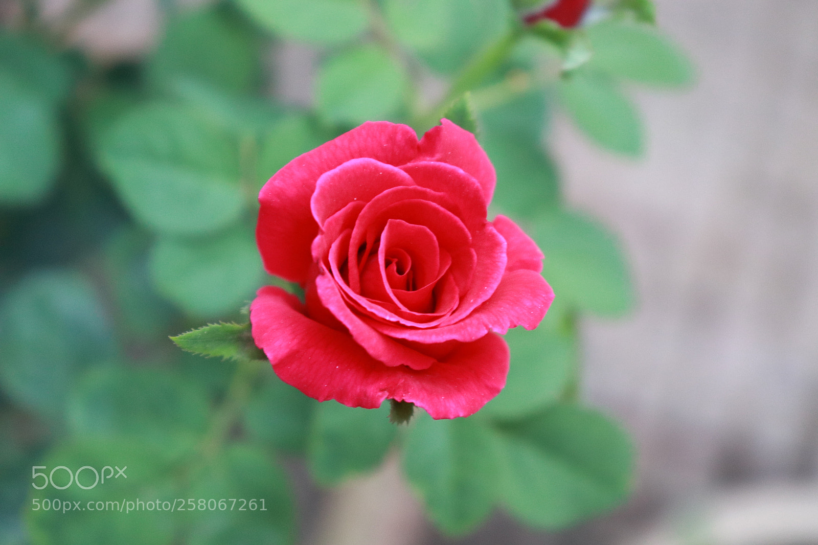 Canon EOS 200D (EOS Rebel SL2 / EOS Kiss X9) sample photo. Rose photography