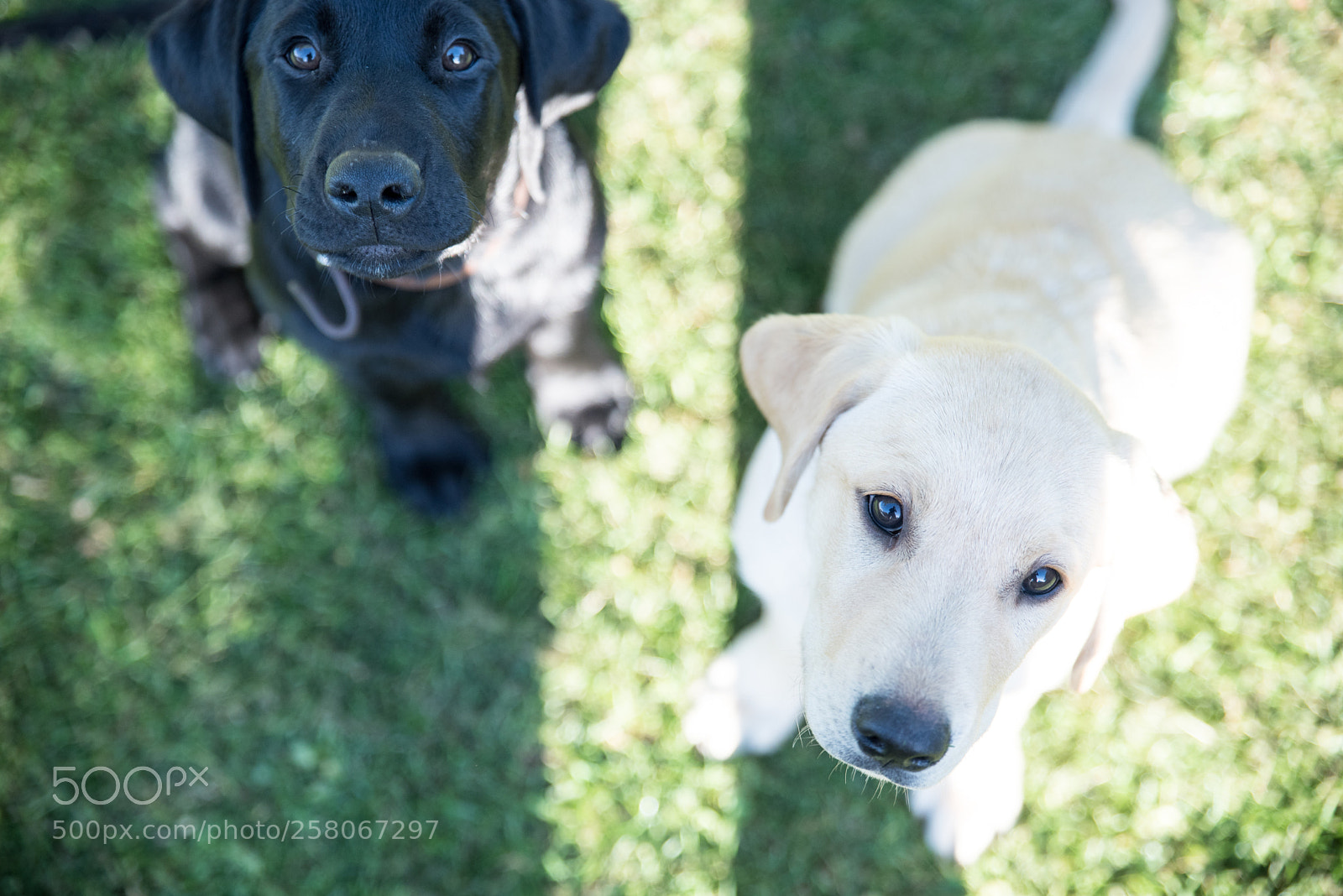 Nikon D750 sample photo. Black and white brothers photography