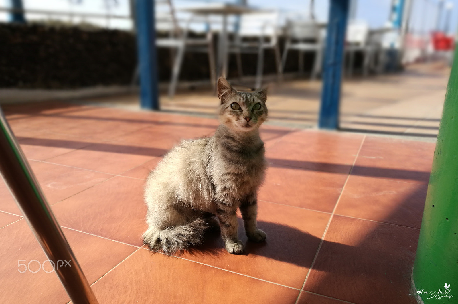 HUAWEI P9 Plus sample photo. Mirada de sorpresa. photography