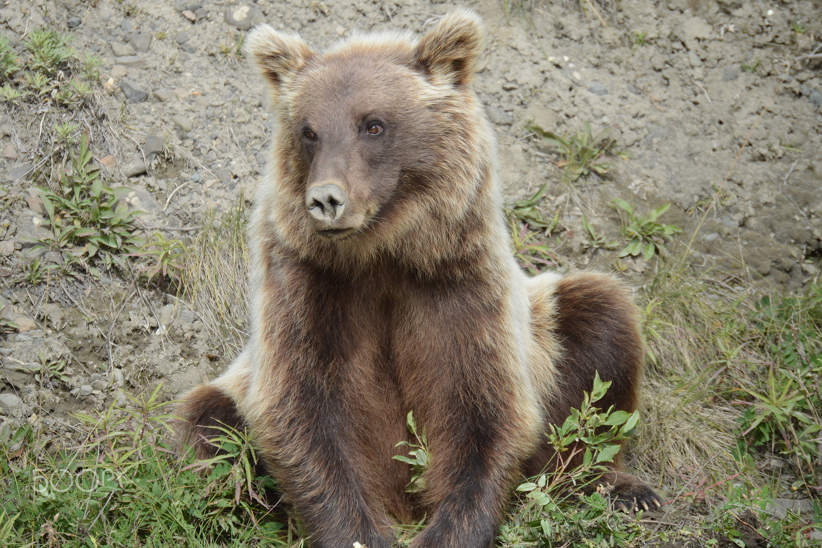 Nikon AF-S DX Nikkor 55-200mm F4-5.6G ED sample photo. Grizzly bear (ursus arctos). denali national park photography