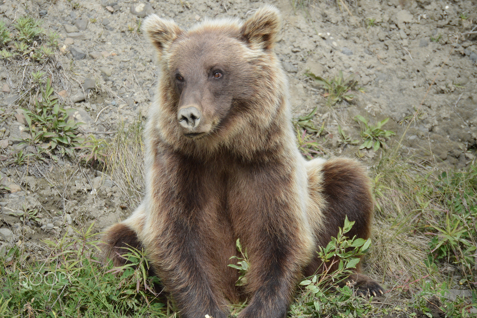 Nikon D3200 sample photo. Grizzly bear (ursus arctos). denali national park photography