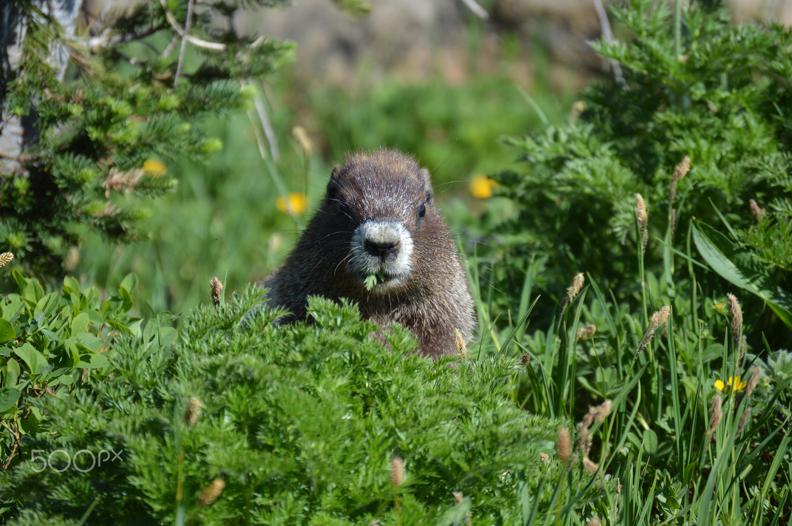 Nikon AF-S DX Nikkor 55-200mm F4-5.6G ED sample photo. Hoary marmot (marmota caligata). mount rainier.. photography