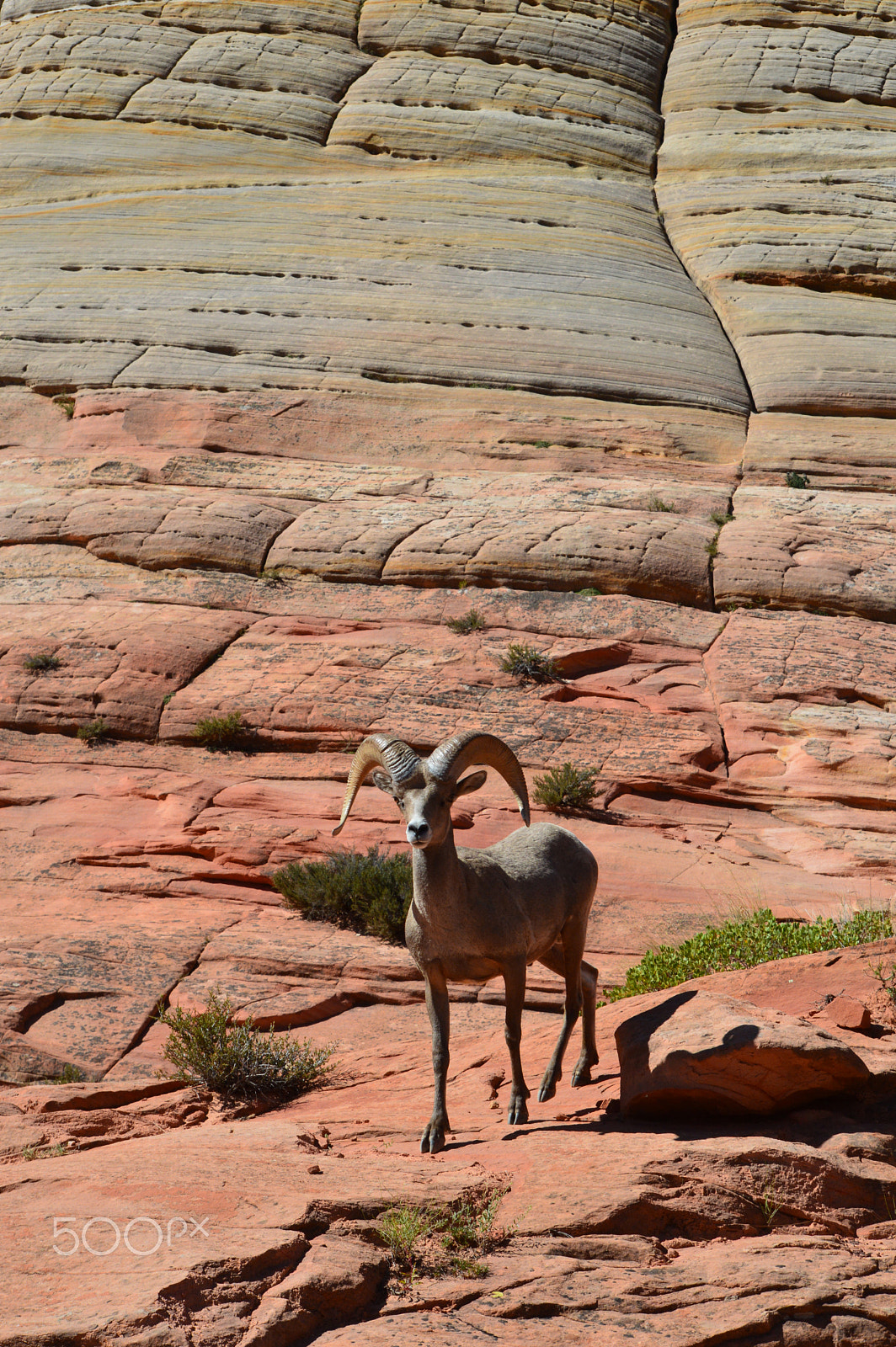 Nikon D3200 sample photo. Bighorn sheep. zion national park. photography