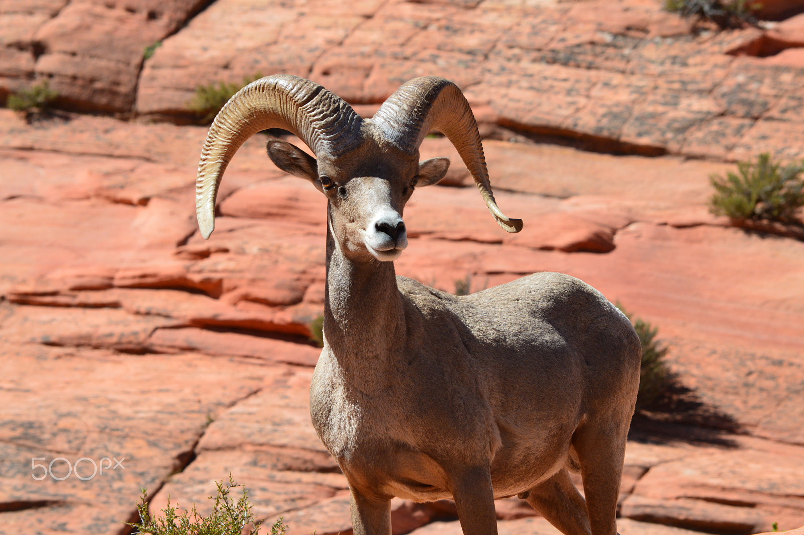 Nikon D3200 sample photo. Bighorn sheep. zion national park. photography