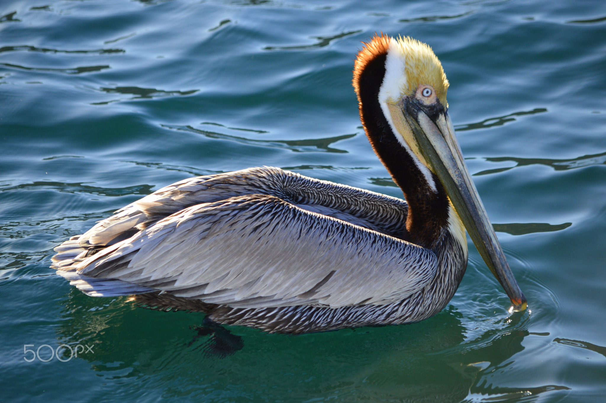 Brown pelican (Pelecanus occidentalis). Mexico.