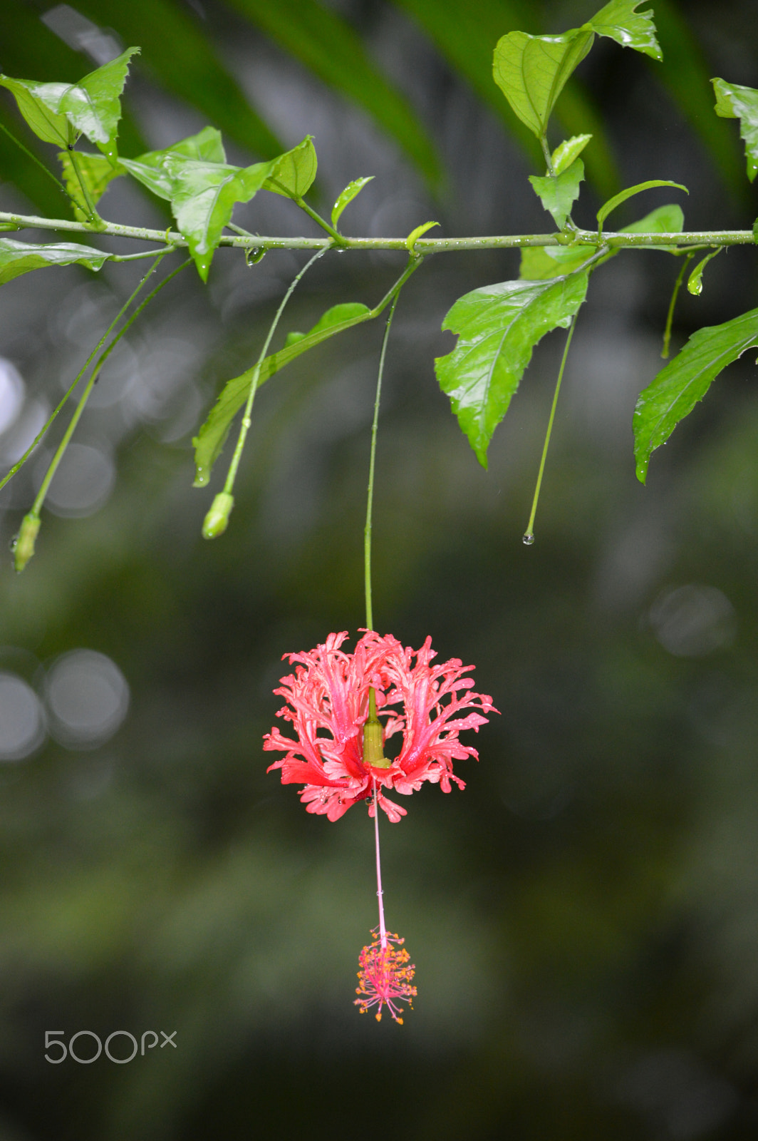 Nikon D3200 sample photo. Costa rican flora photography