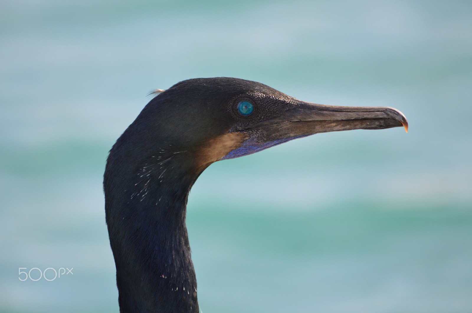 Nikon D3200 sample photo. Pelagic cormorant. sea of cortez, mexico. photography