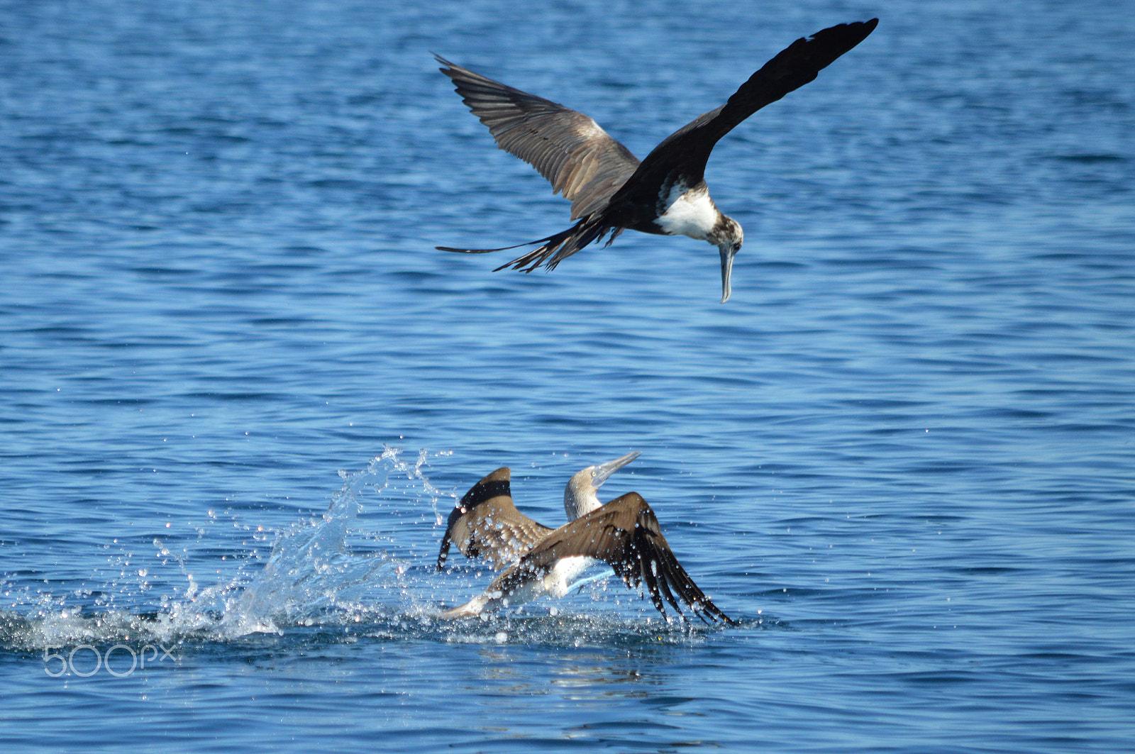 Nikon D3200 sample photo. Blue-footed booby, magnificent frigatebird. mexico photography