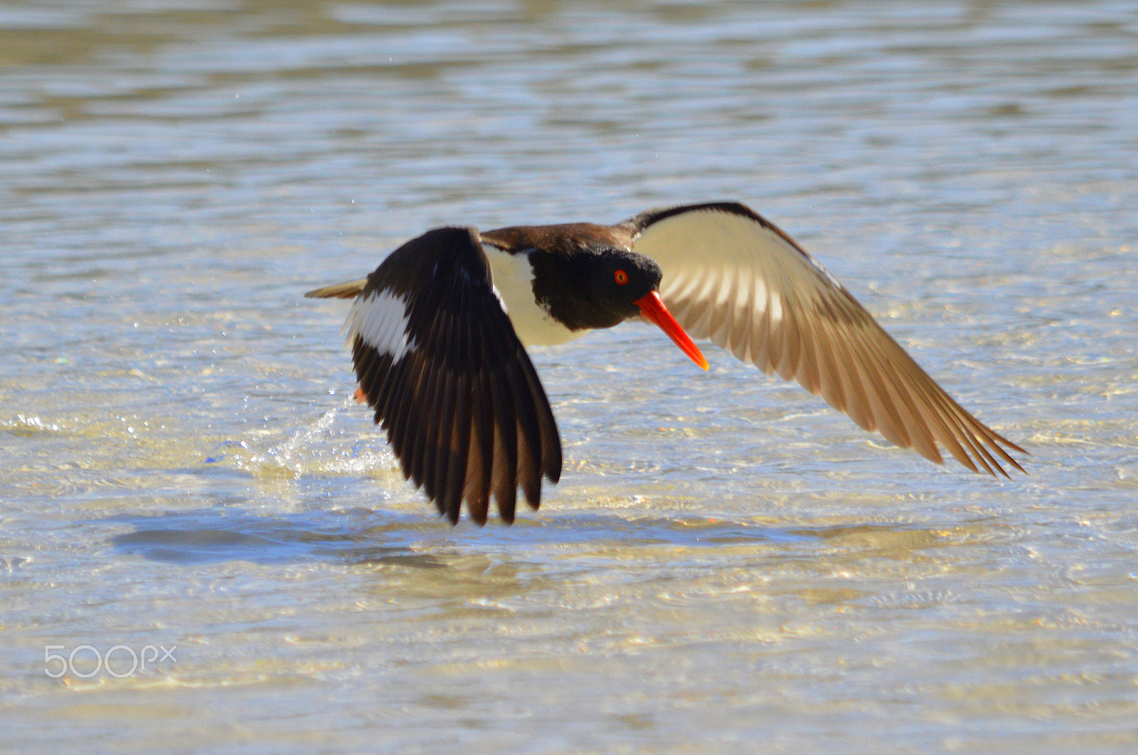 Nikon D3200 sample photo. American oystercatcher. sea of cortez, mexico. photography