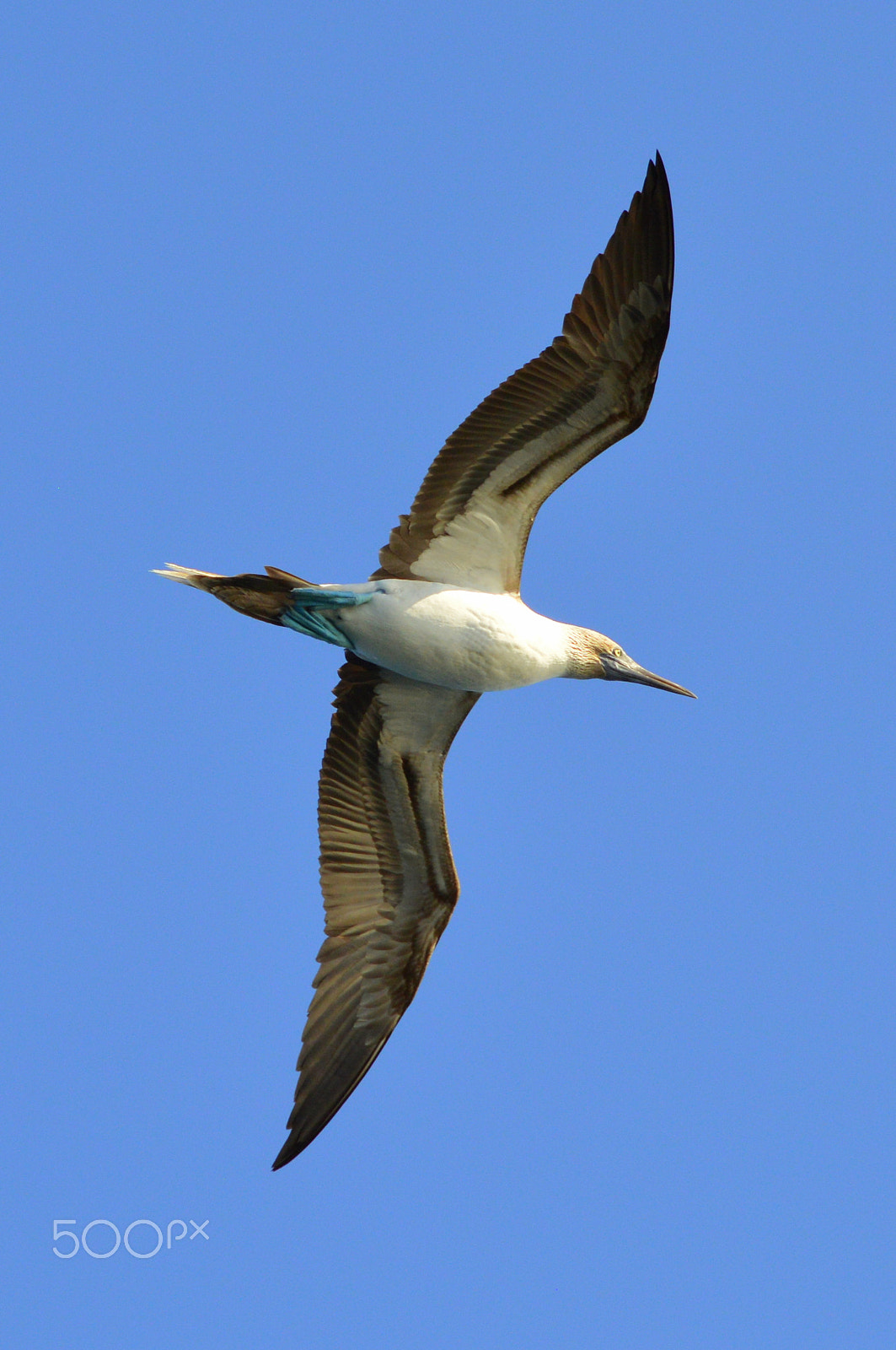 Nikon D3200 sample photo. Blue footed booby. los islotes, mexico. photography
