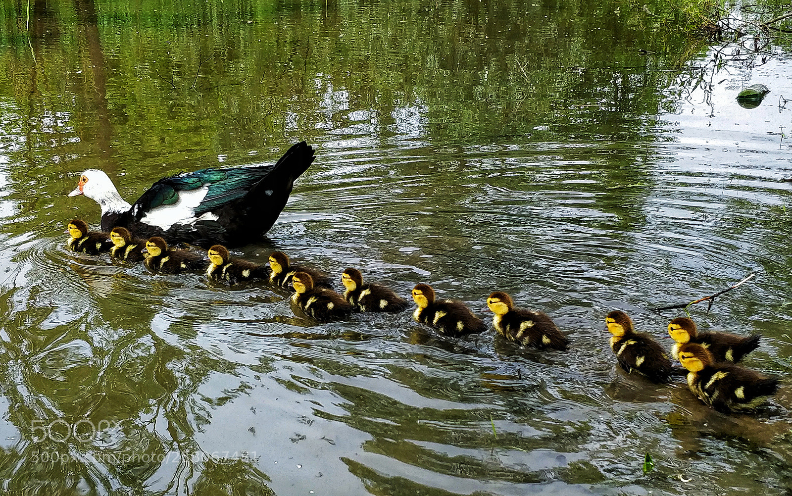 OnePlus 5T sample photo. Ducks photography