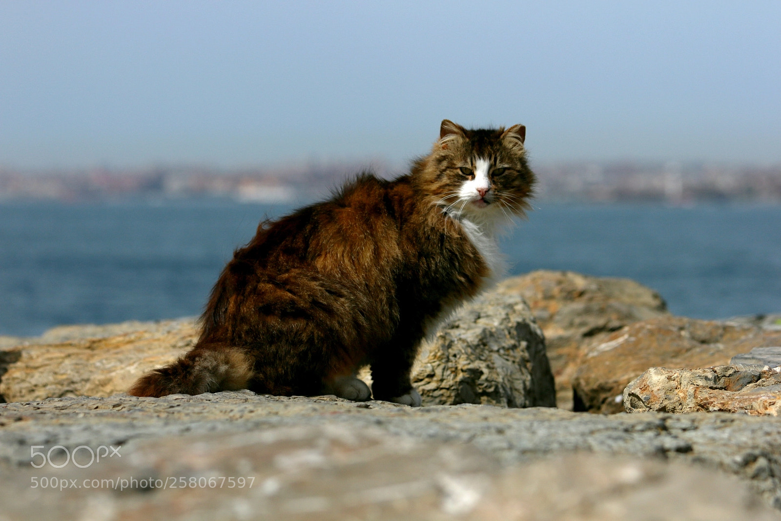 Canon EOS 70D sample photo. Untitled photography