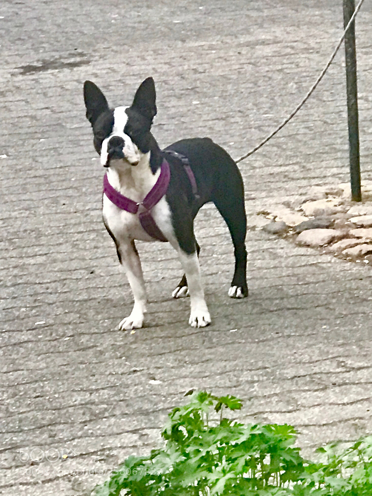 Apple iPhone 7 Plus sample photo. A dog near my photography