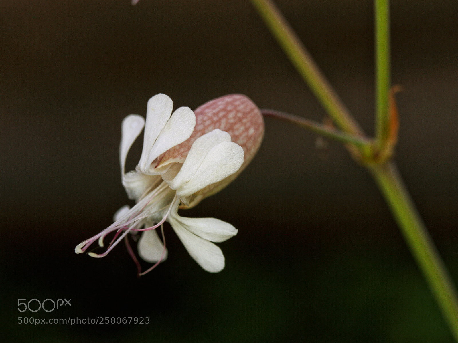 Canon EOS 7D sample photo. Untitled photography