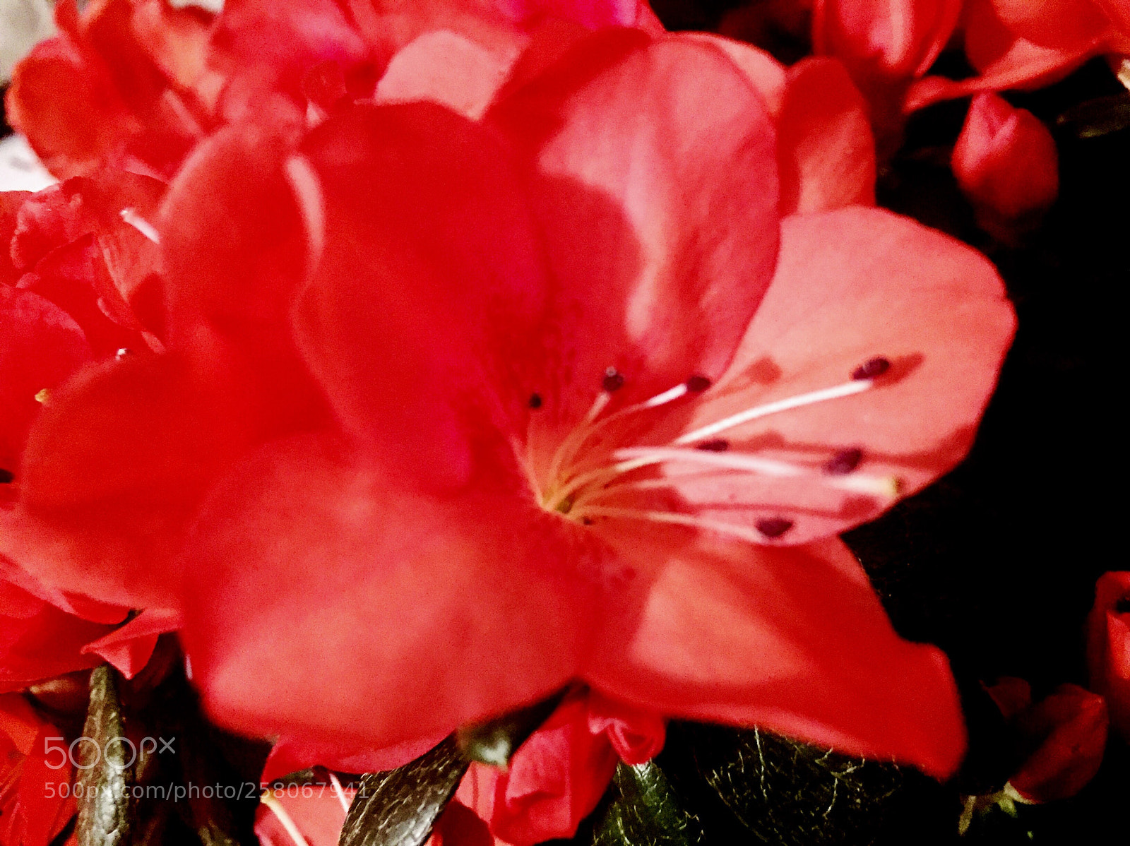 Apple iPhone 6 sample photo. Untitled photography