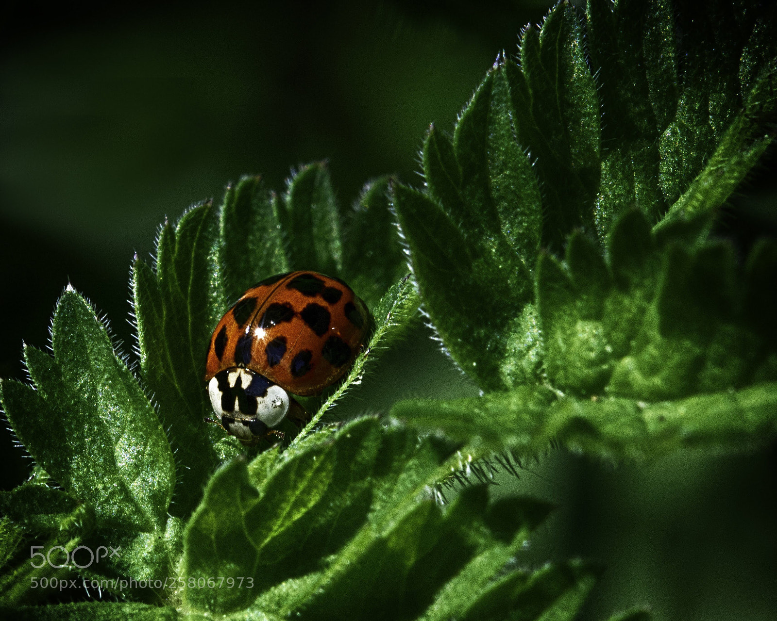 Nikon D7100 sample photo. Ladybird the gardeners friend photography