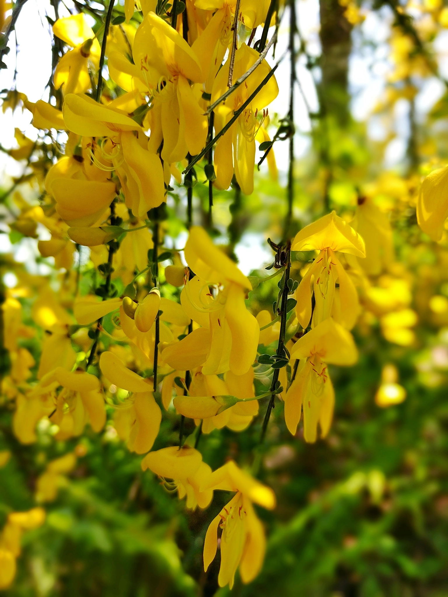 Google Pixel XL sample photo. Flora x photography