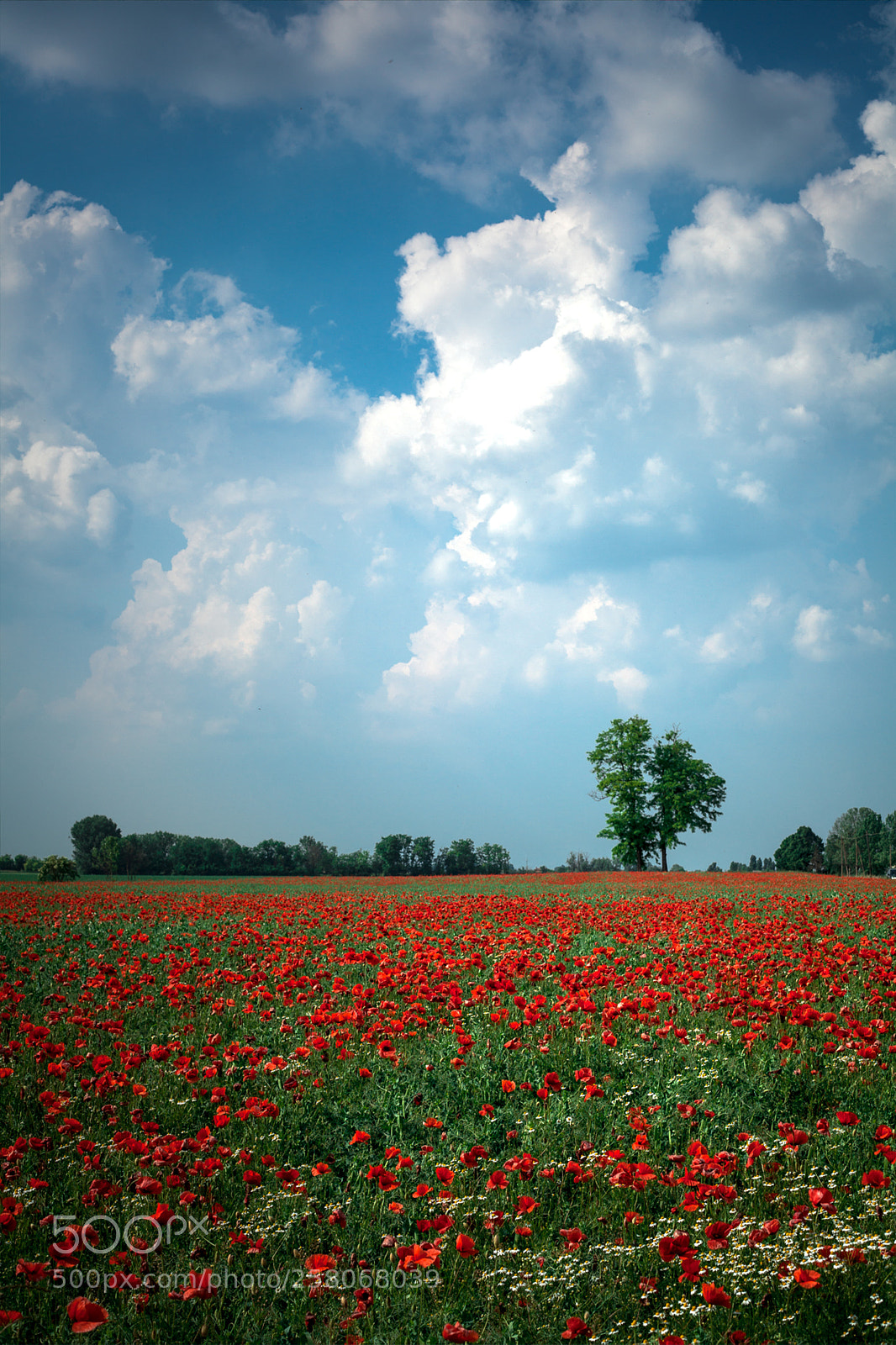 Canon EOS 5D Mark II sample photo. Poppies photography