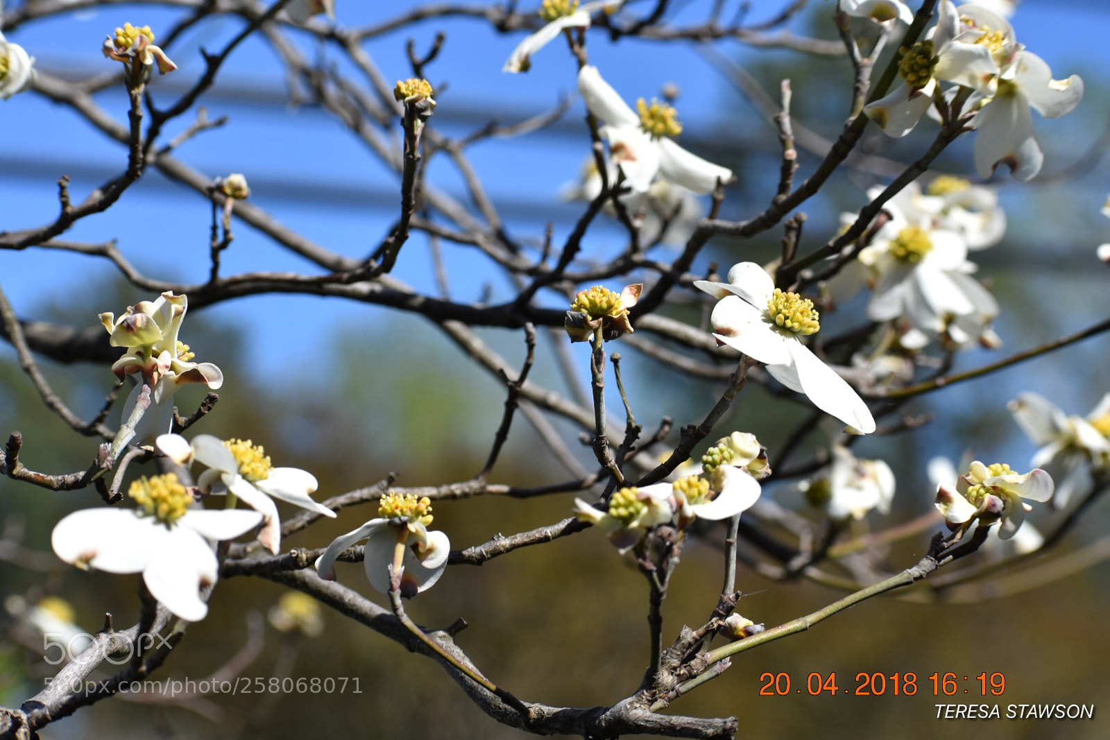 Nikon D3400 sample photo. 2018-04-20 16.19.45.jpg photography