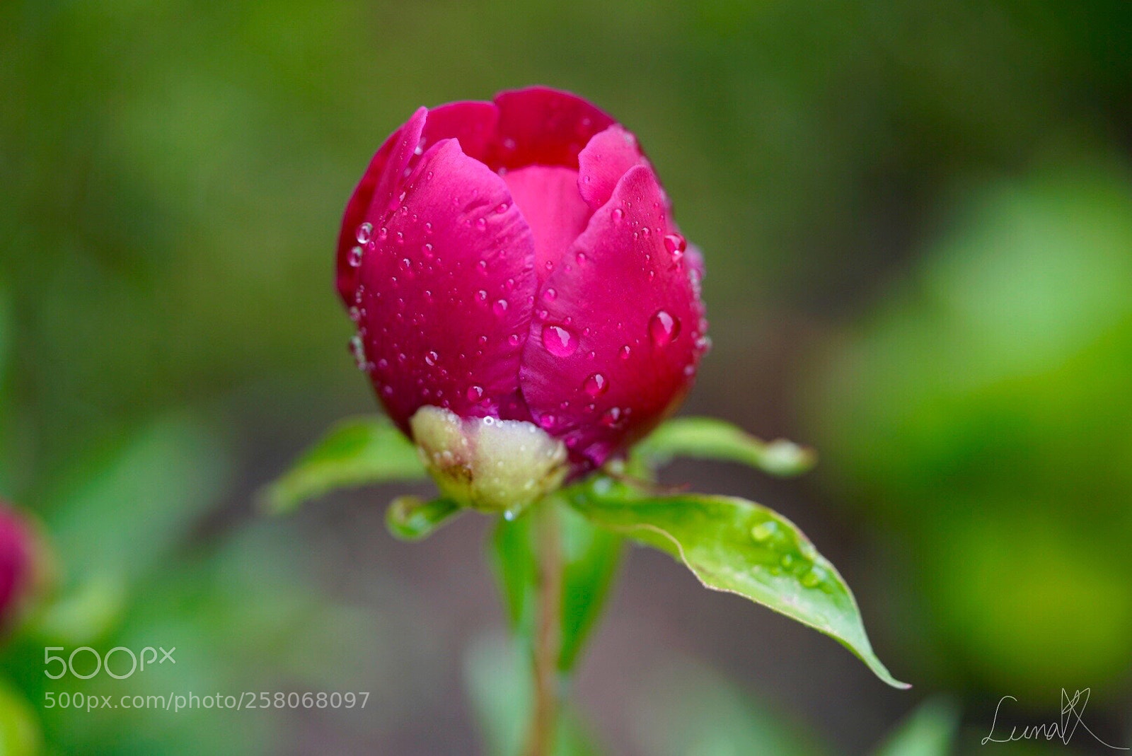 Sony a7R II sample photo. You are my mind photography