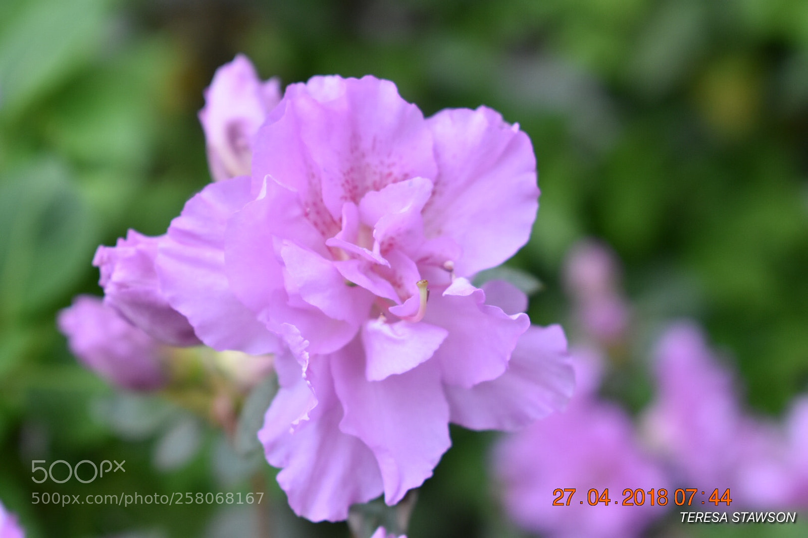 Nikon D3400 sample photo. 2018-04-27 07.44.06.jpg photography