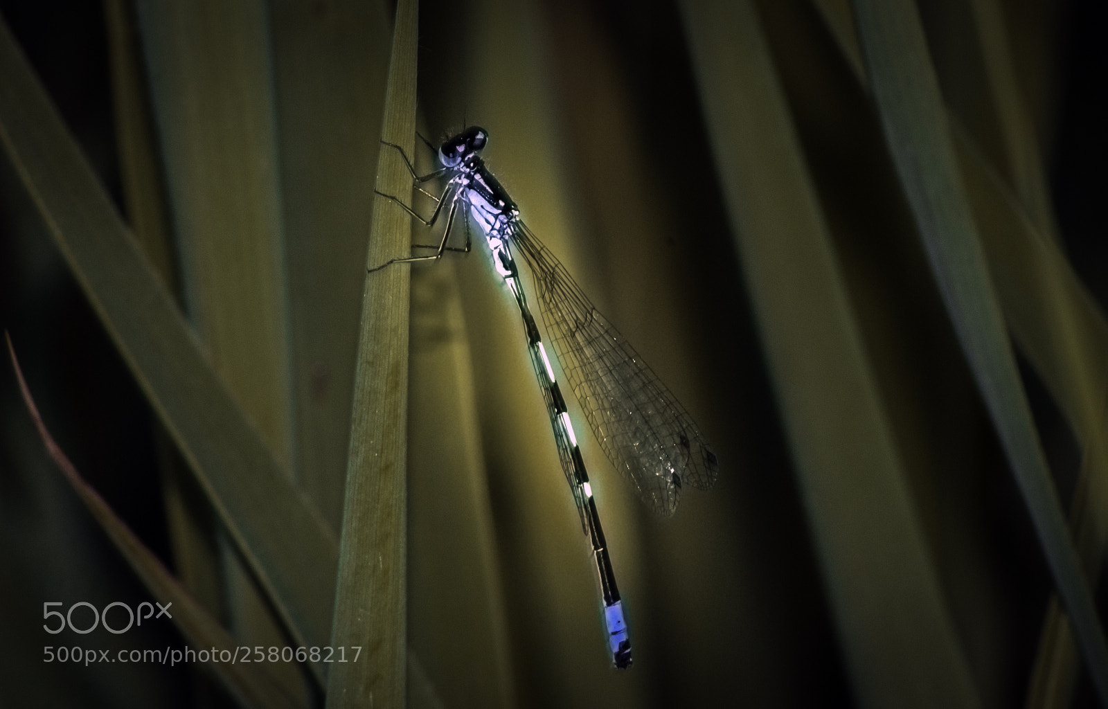 Nikon D5000 sample photo. Blue dragonfly photography