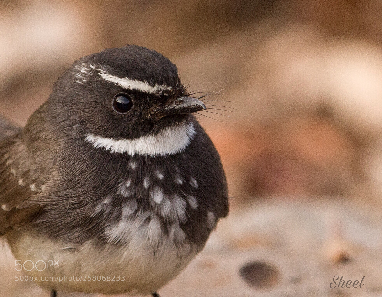 Canon EOS 600D (Rebel EOS T3i / EOS Kiss X5) sample photo. White spotted-fantail photography
