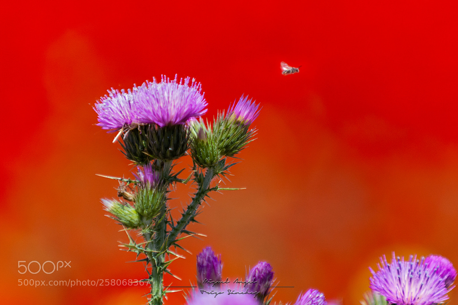 Nikon D7100 sample photo. Carduus pycnocephalus photography
