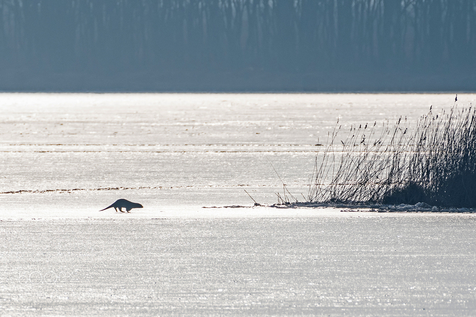 Nikon D500 sample photo. Eurasian otter on ice. photography