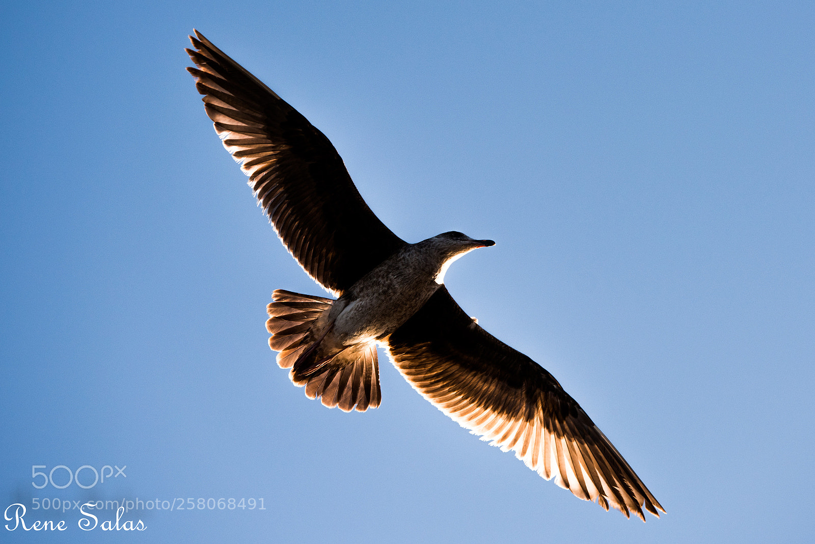 Nikon D810 sample photo. Bird photography