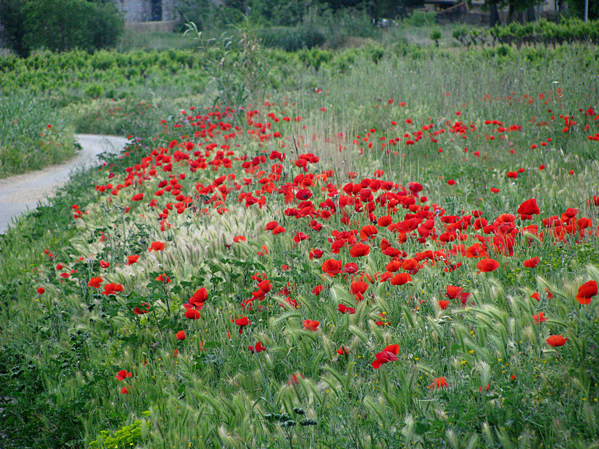 Canon POWERSHOT SX100 IS sample photo. Coquelicots photography