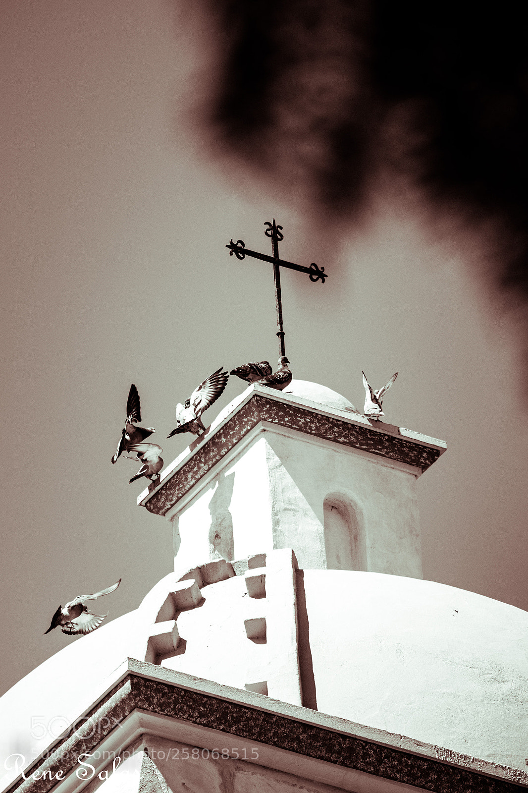 Nikon D810 sample photo. Church birds photography