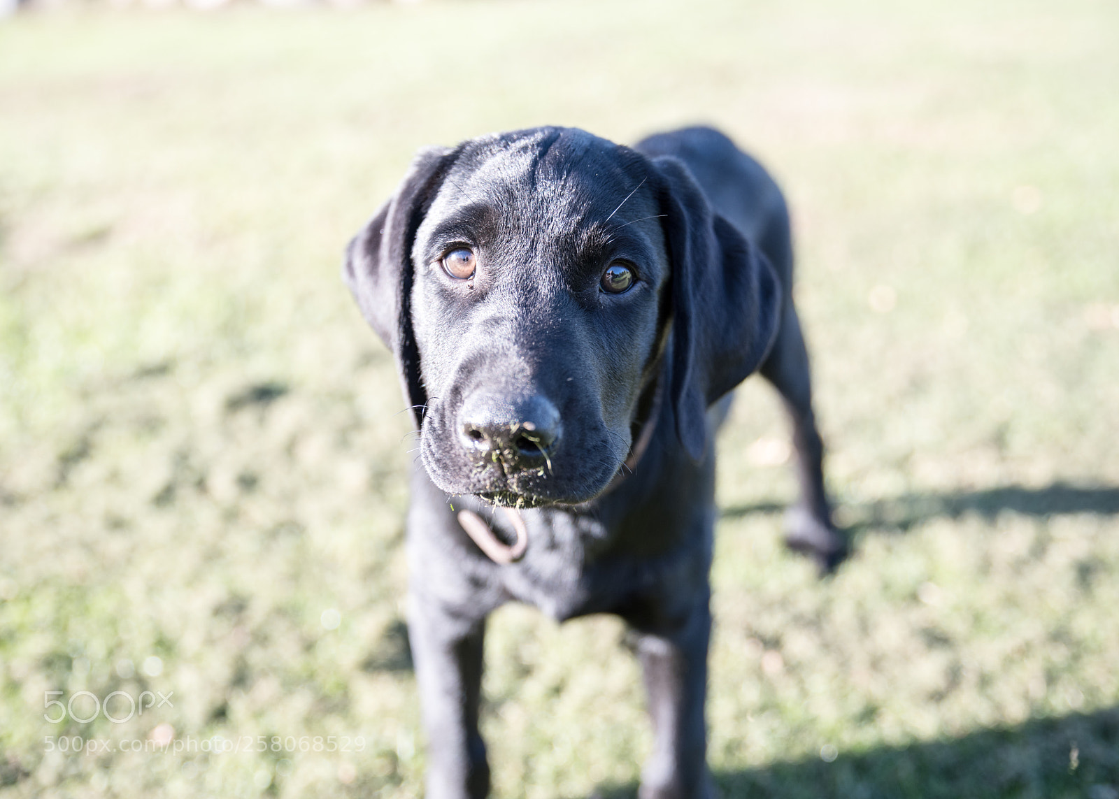Nikon D750 sample photo. Dog portrait photography